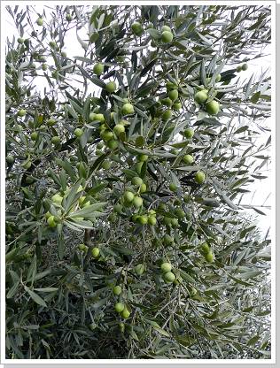 0193_sizilien_2012 (185).jpg